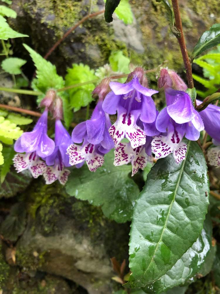 これまでで最高のカズラ 花 言葉 最高の花の画像