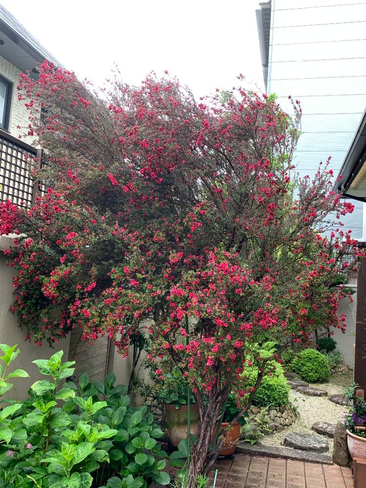 ギョリュウバイの投稿画像 By Elizabeth Rossoさん 小さな庭と花のある暮らしとうどん県人会と花のある暮らしとうどん県人会 19月5月1日 Greensnap グリーンスナップ Greensnap グリーンスナップ ギョリュウバイの投稿画像 By Elizabeth Rossoさん 小さな庭と花のある暮らしとうどん県人会と花のある暮らしとうどん県人会 19月5月1日 Greensnap グリーンスナップ Greensnap グリーンスナップ