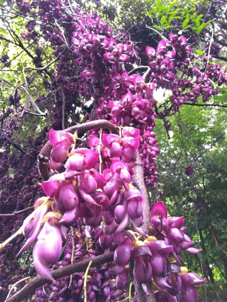 トビカズラの投稿画像 By リオさん くさいと高知県と高知県立牧野植物園とgs映えとめずらしいと触るな危険 とお出かけ先とくさいと高知県と高知県立牧野植物園とgs映えとめずらしいと触るな危険 19月5月1日 Greensnap グリーンスナップ Greensnap