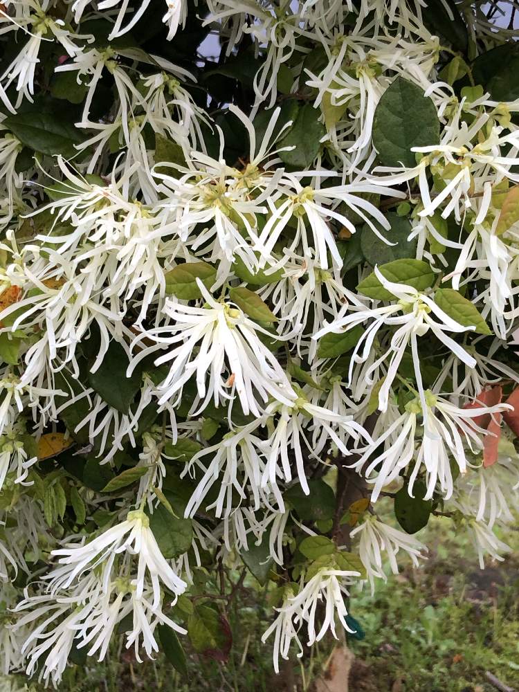 トキワマンサクの投稿画像 By Heathさん 白い花と春に咲く花と樹木の花とマンサク科と落葉樹と花言葉 19月5月2日 Greensnap グリーンスナップ