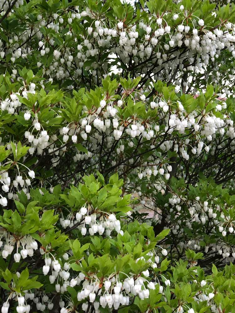 ドウダンツツジの投稿画像 By Heathさん 春に咲く花と樹木の花と花言葉とツツジ科 19月5月2日 Greensnap グリーンスナップ