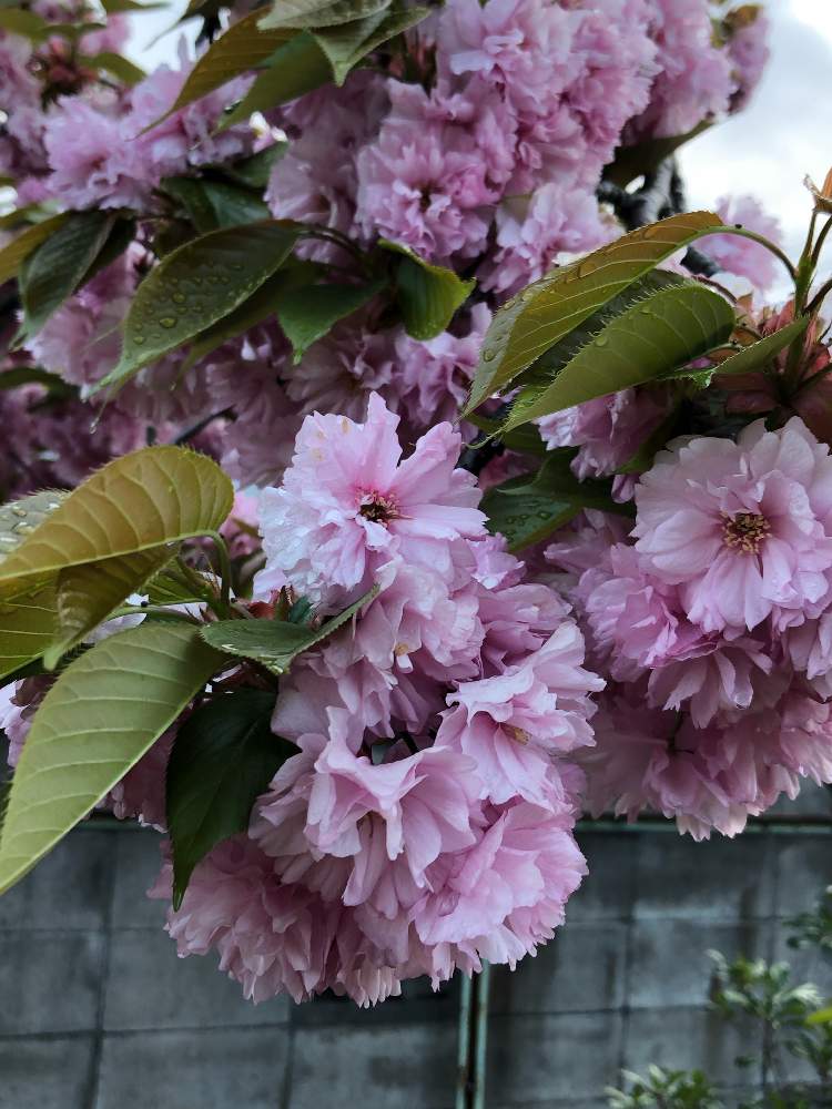 ヤエザクラの投稿画像 By Heathさん ボタンザクラと春に咲く花と樹木の花と花言葉と八重咲きとピンクと落葉樹 19月5月2日 Greensnap グリーンスナップ
