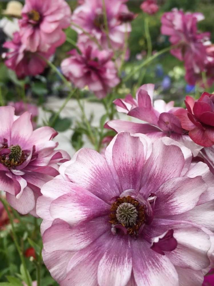 花のある暮らしの投稿画像 By ひみこさん 池袋西武 食と緑の空中庭園 とレトロな雰囲気 19月5月2日 Greensnap グリーンスナップ