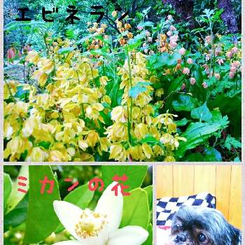 白いミカンの花の画像 by ルミさん | 畑と実家と白いミカンの花とグリーンライフ♡と花のある暮らしとエビネ蘭