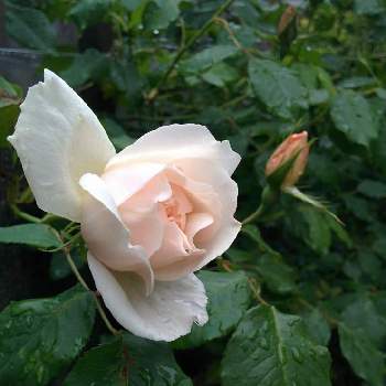 バラ マダムアルフレッドキャリエールの画像 by らんたなーさん | 小さな庭とマダムアルフレッドキャリエールとばら バラ 薔薇とバラ マダムアルフレッドキャリエールと植中毒とバラ・オールドローズと花のある暮らし