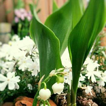 春だ♡の画像 by ❀ mimo ❀さん | 小さな庭とシバザクラとドイツスズランとネコのいる暮らしといとおしい植物の表情フォトコン2019といつもありがとう♡と春だ♡と咲いた♡︎ʾʾとグリーングリーン♪と犬のいる暮らしと花のある暮らしと白い花