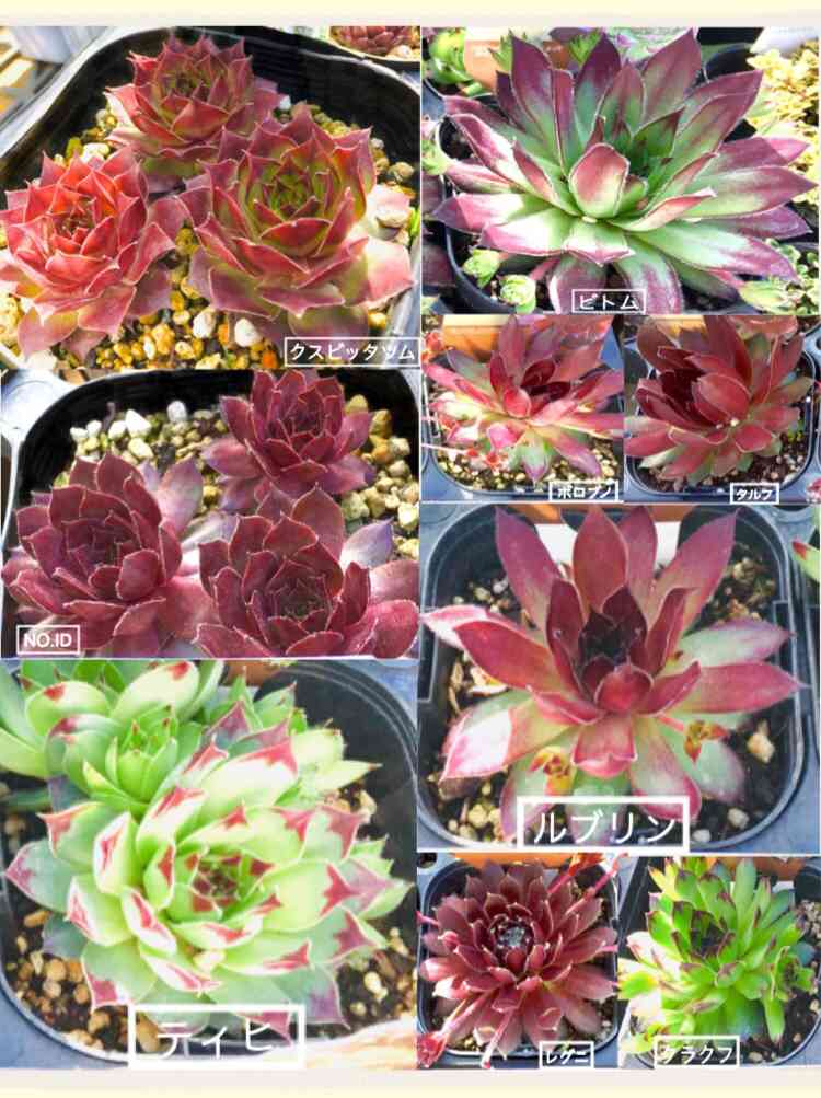 センペルビウム ノーアイディー 楽天市場】No ID（ノーアイディー