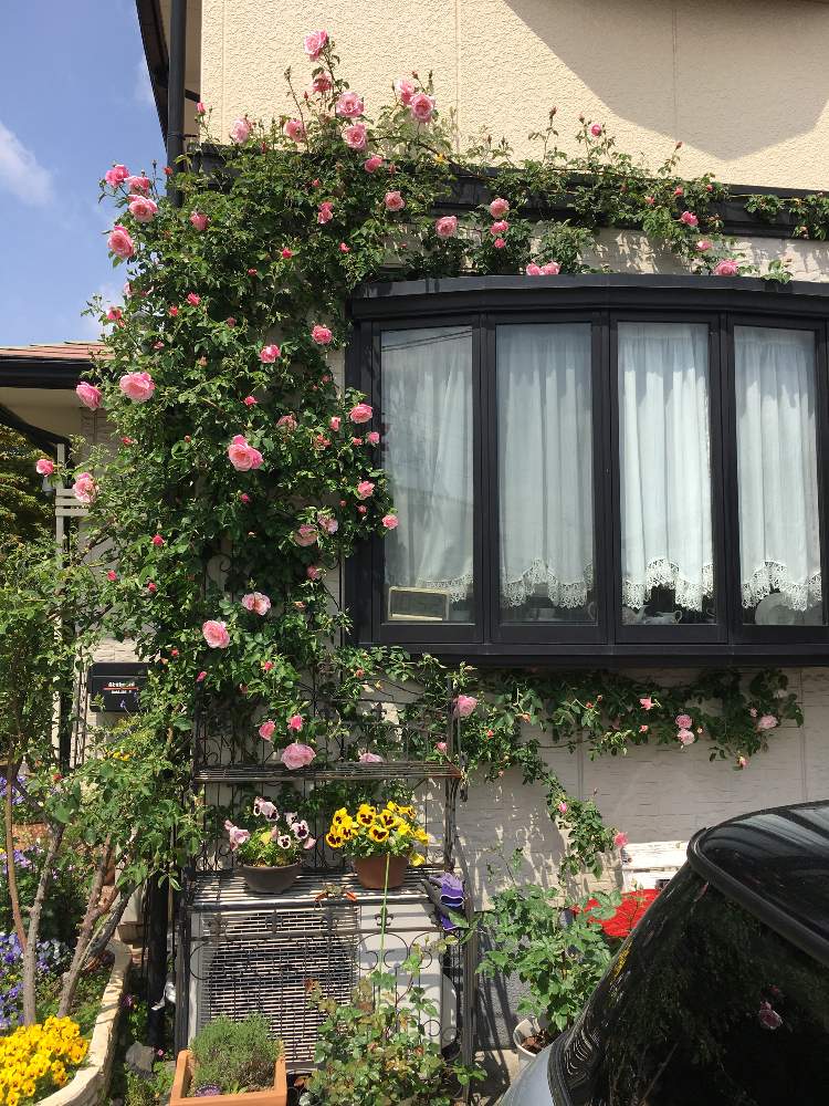 ばら バラ 薔薇の投稿画像 By ミーシャさん いとおしい植物の表情フォトコン19と薔薇好きと庭の花と薔薇に魅せられてと植中毒とお庭でお茶とお花屋さん 19月5月2日 Greensnap グリーンスナップ