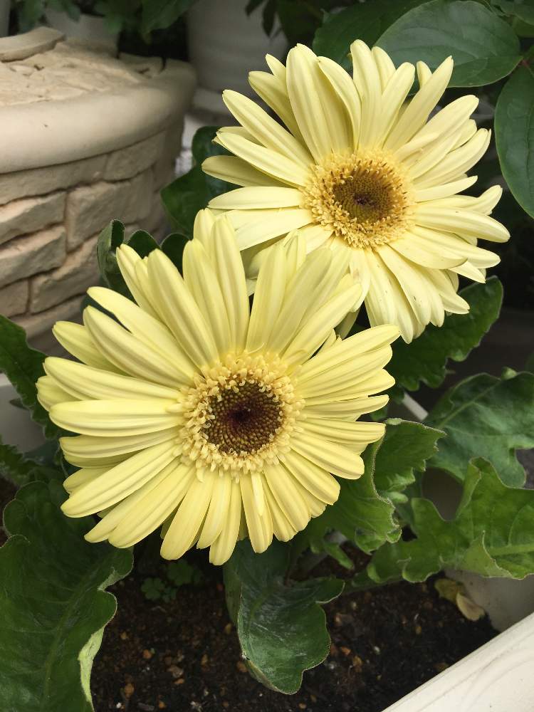 庭の花の投稿画像 By ようせいさん クリーム色のガーベラと黄色のガーベラと花のある暮らしと ガーベラ 19月5月2日 Greensnap グリーンスナップ