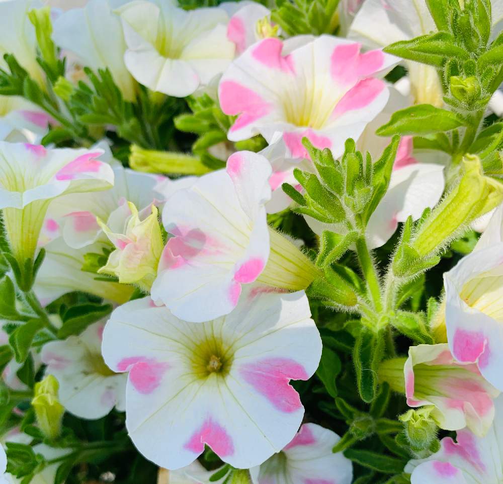 サフィニアアート ももいろハートの投稿画像 By Ruruさん 小さな庭と白とピンクの花と花のある暮らしとiphone撮影とさいた と白とピンクの花と花のある暮らしとiphone撮影とさいた 19月5月2日 Greensnap グリーンスナップ Greensnap グリーンスナップ