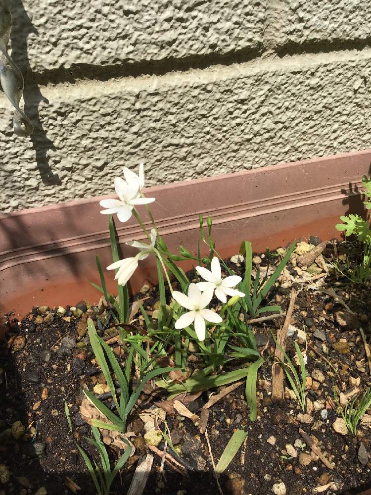 ヒメオウギの投稿画像 By なおさん 19月5月2日 Greensnap グリーンスナップ