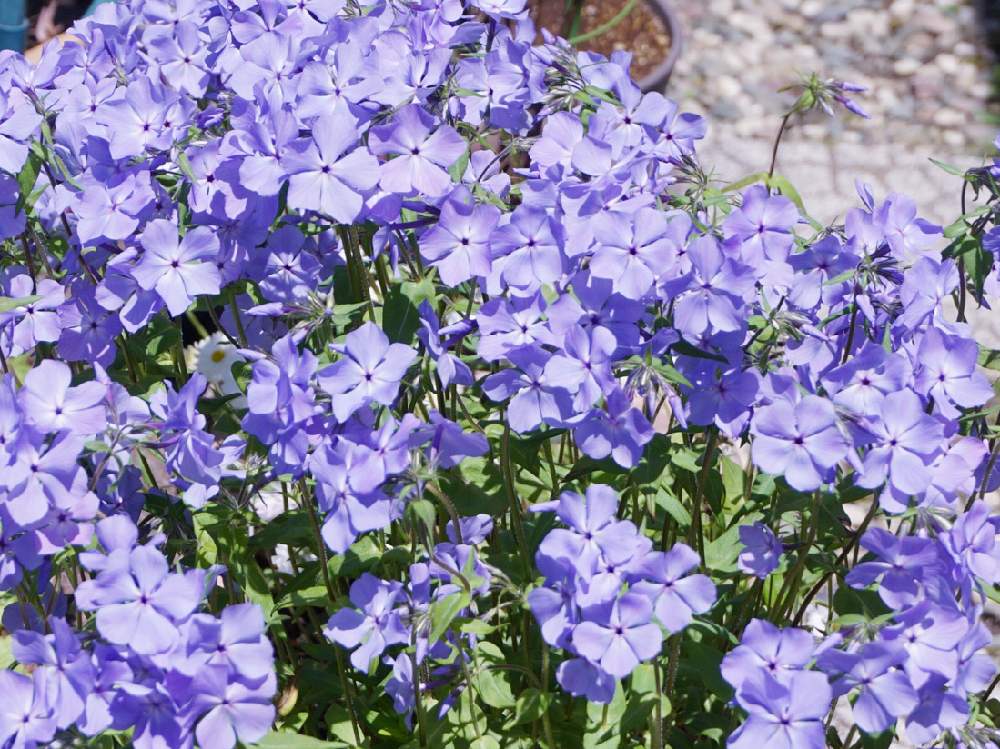 フロックスの投稿画像 By Mint Teaさん 写真とお気に入り とgs映えと元気な花と鉢植えとガーデニングと花のある暮らしと紫の花と春の花 19月5月2日 Greensnap グリーンスナップ
