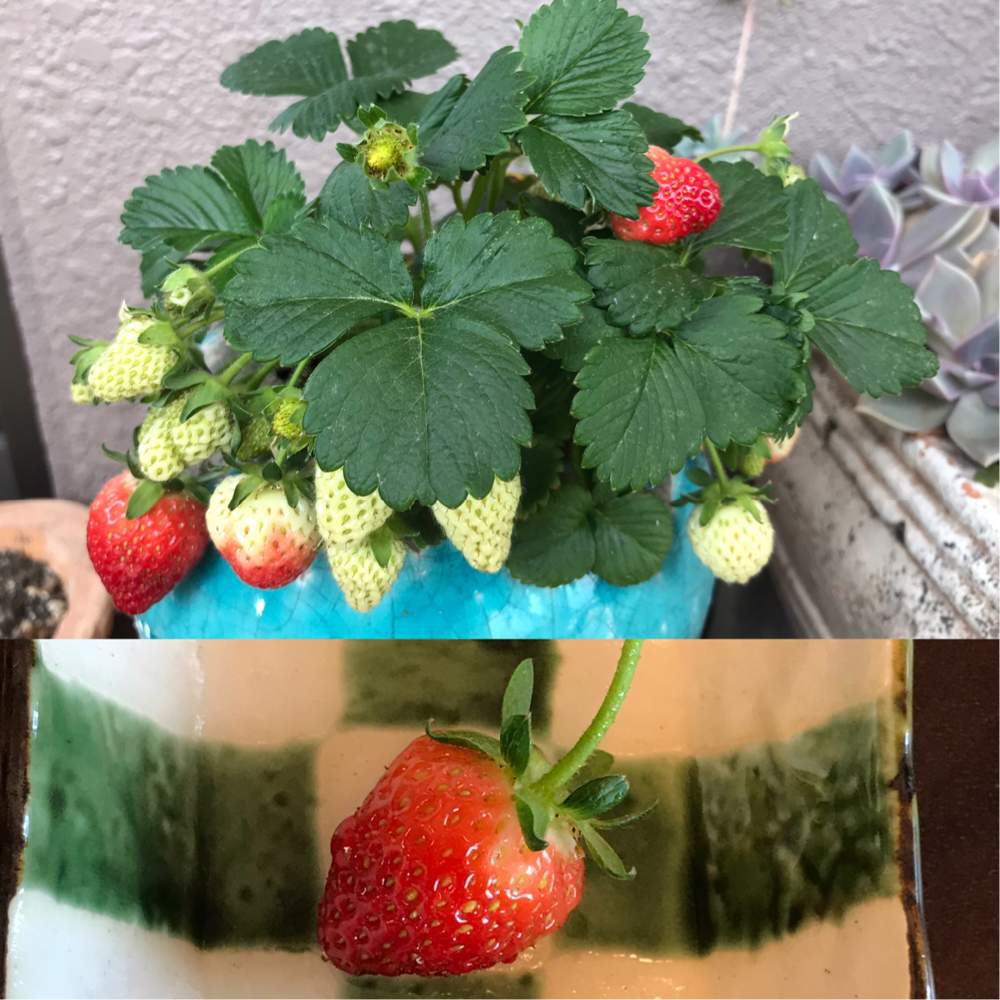 イチゴ栽培の投稿画像 By あかこっこさん ベランダガーデニングと美味しいと鈴なり 19月5月2日 Greensnap グリーンスナップ