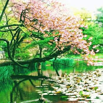 春だ♡の画像 by ❀ mimo ❀さん | お出かけ先とスイレンと八重桜と松の木とネコのいる暮らしとピンクの花といつもありがとう♡と春だ♡と『2019桜』フォトコンテストと公園とお堀とおさんぽとグリーングリーン♪と犬のいる暮らしとカルガモたちと花のある暮らし