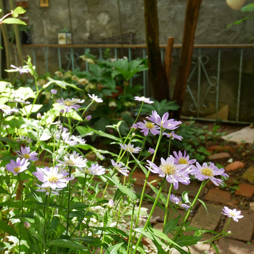 ミヤコワスレの投稿画像 By Sakagonさん 小さな庭と令和最初の植物と日陰oｋと半日陰とシェードガーデンと令和最初の植物 お花フォトコンとナチュラルスタイルと花のある暮らしとイマニワと令和最初の植物と日陰oｋと半日陰とシェードガーデンと令和最初の植物 お花