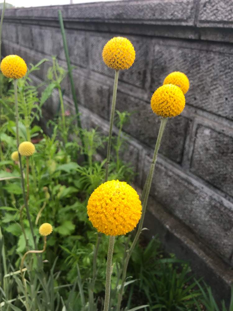 小さい 不適 工夫する ゴールド スティック 花 Sinyogas Jp