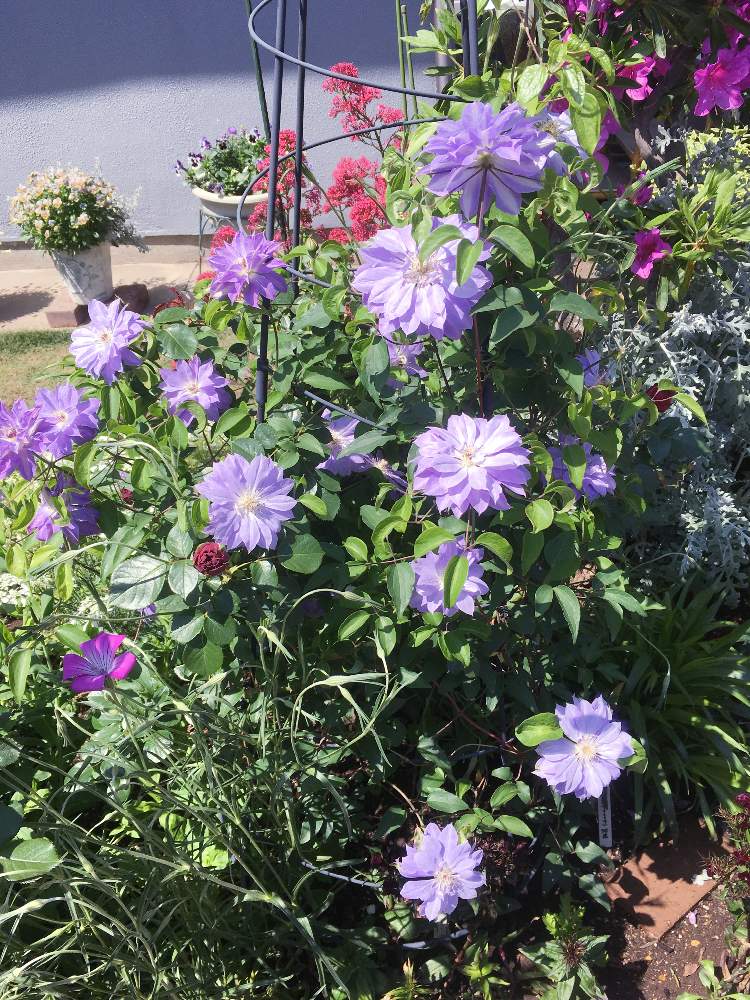 パンジー ビオラの投稿画像 By キントキさん クレマチス 天塩 とベニカノコソウとルージュピエールドゥロンサールとアグロステンマと いいねありがとう とクレマチス 天塩とバラ ルージュ ピエール ドゥ ロンサールとコメント大歓迎 と花のある暮らしと南の庭