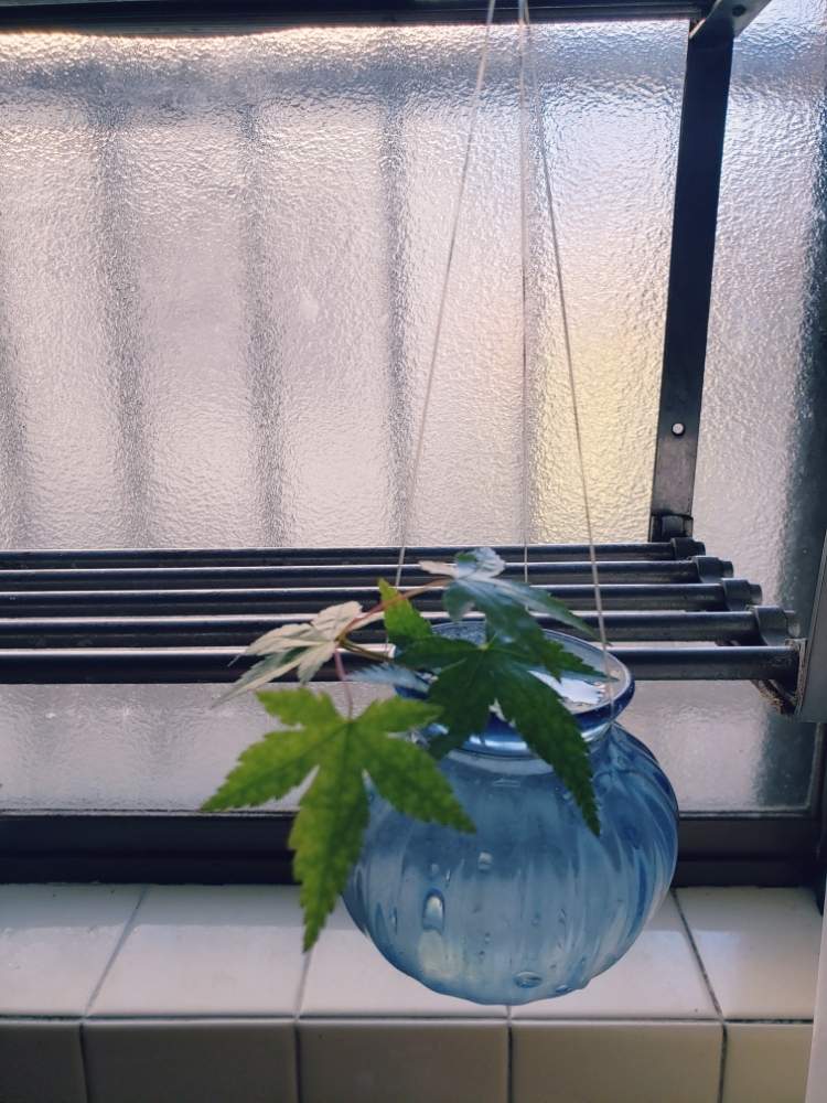 ガラスの花瓶の投稿画像 By 和さん もみじ新緑と一輪挿しと花のある暮らし 19月5月2日 Greensnap グリーンスナップ