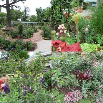 カンナ オーストラリアの投稿画像一覧 Greensnap グリーンスナップ