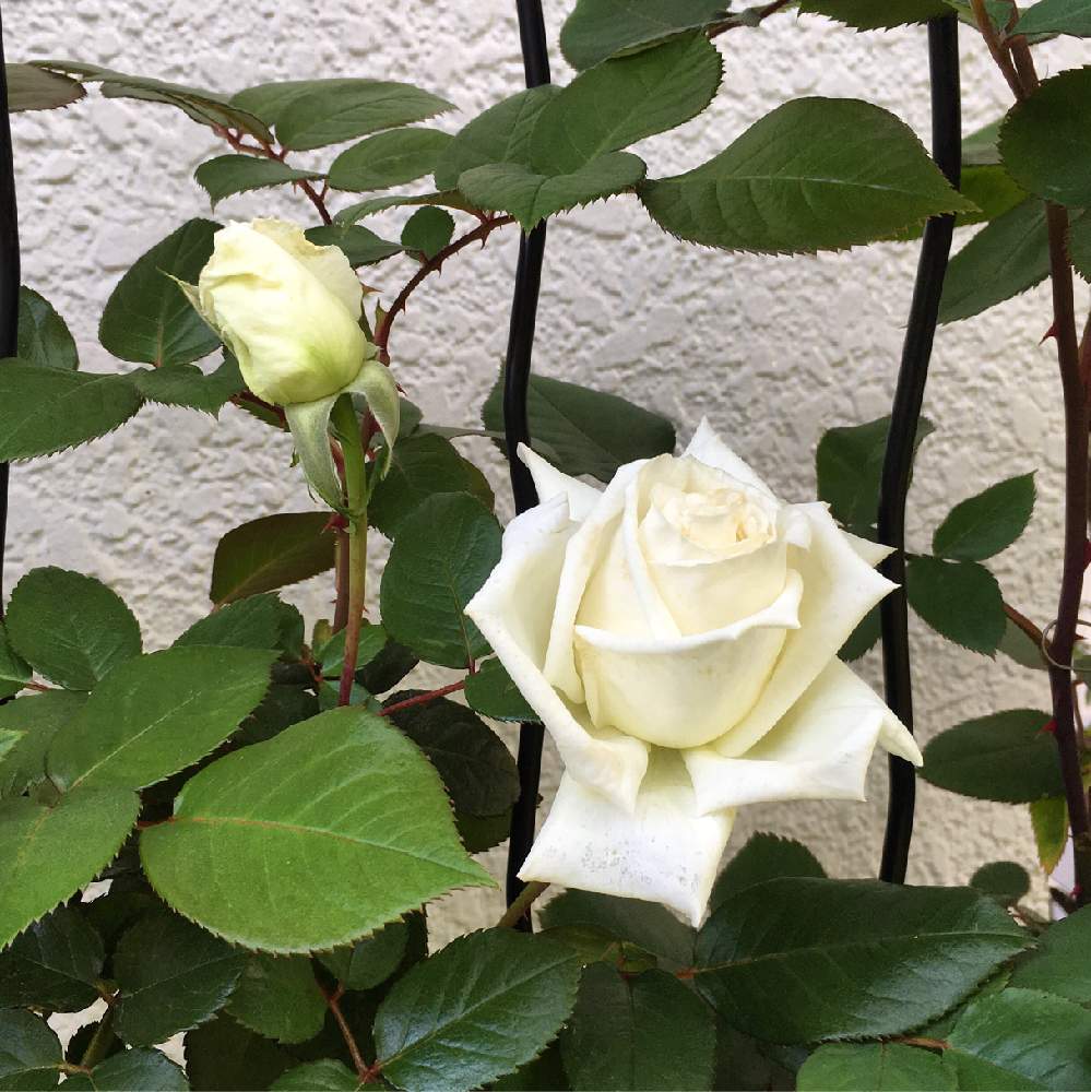 ベルサイユのばら オスカルフランソワの投稿画像 By まりもさん 花のある暮らしとバラ ミニバラと鉢植え 19月5月2日 Greensnap グリーンスナップ