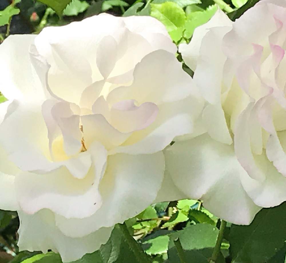 グラデーションの投稿画像 By ふゆざくらさん きれいと可愛いと優しい花色とかわいいと白い花とバラ ミニバラと優しい色 19月5月2日 Greensnap グリーンスナップ