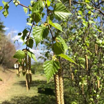 カバノキ科の花の投稿画像一覧 Greensnap グリーンスナップ