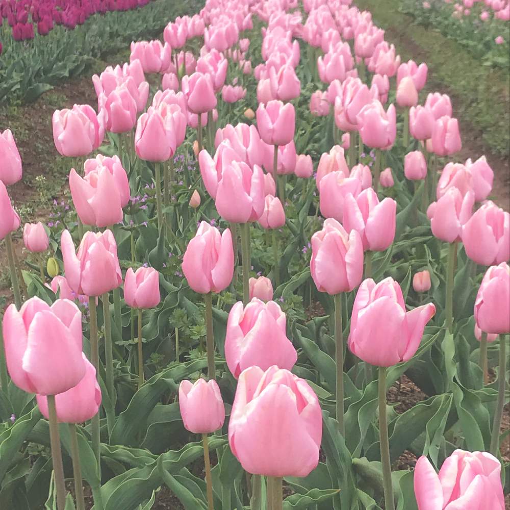チューリップの投稿画像 By Suuさん 令和最初の植物 お花フォトコンときれいとお花畑 とかわいいな 2019月5月2日 Greensnap グリーンスナップ