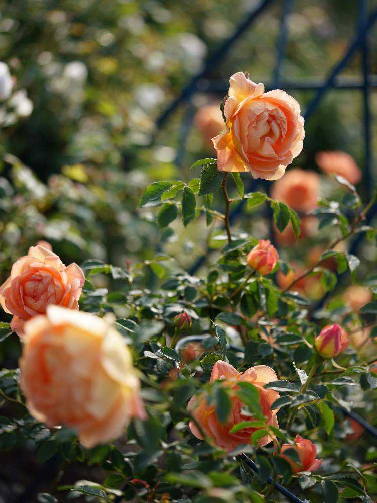 水俣ローズフェスタ・春 2019 イングリッシュローズさんたち