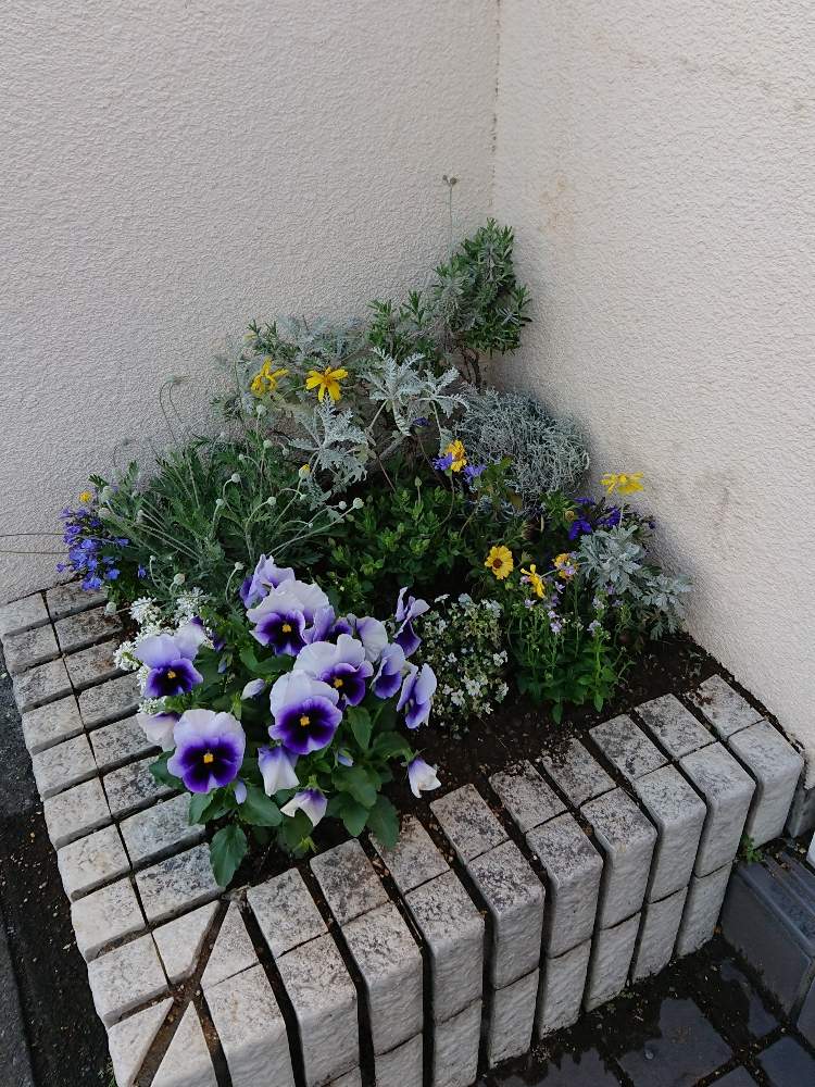 花壇の投稿画像 By にじこさん 10連休何する と今日のお花と寄せ植え 19月5月2日 Greensnap グリーンスナップ
