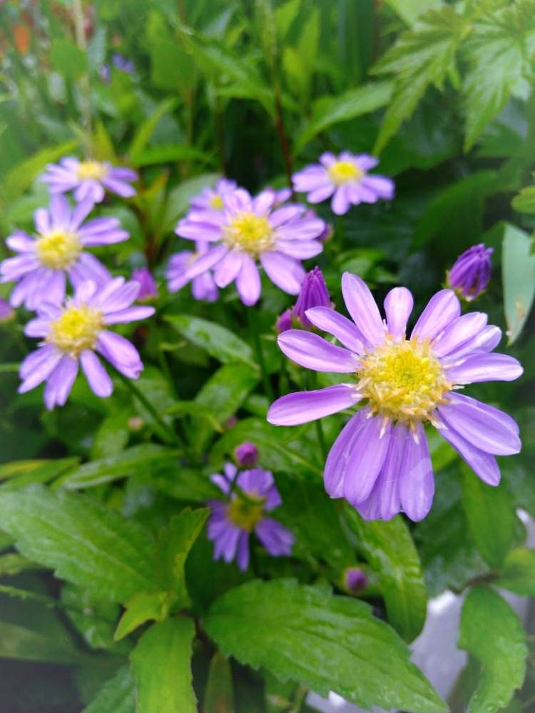 都忘れの投稿画像 By ミキさん ミヤコワスレとガーデニングとムラサキの花 19月5月2日 Greensnap グリーンスナップ