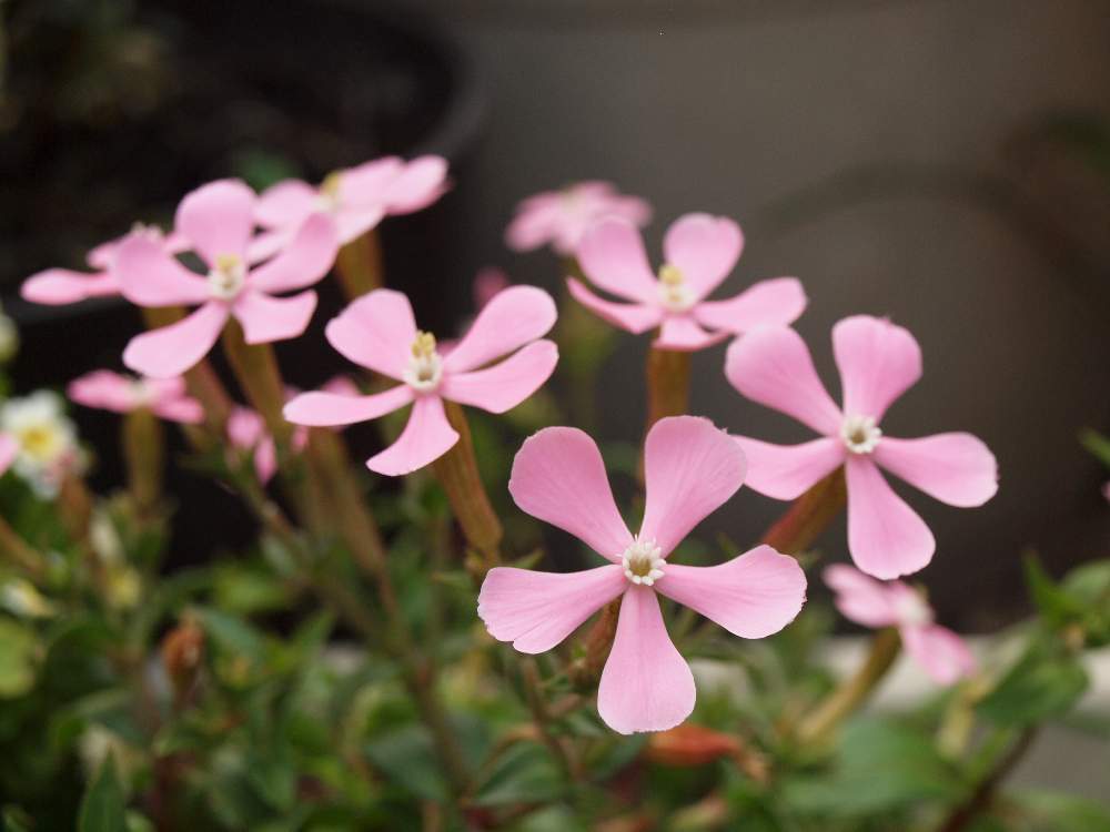 シレネの投稿画像 By たまちゃんさん 花のある暮らしとガーデニングとピンクの花とｊａで購入 19月5月2日 Greensnap グリーンスナップ