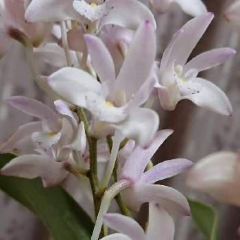 セッコクの花の種類の投稿画像一覧 Greensnap グリーンスナップ