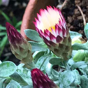 ヘリクリサム シルバーキャンドルの投稿画像一覧 Greensnap グリーンスナップ