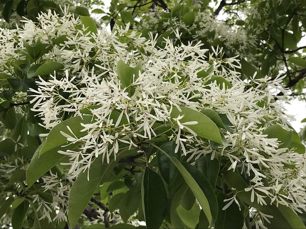 最も欲しかった ヒトツバタゴ 花 言葉 Saikonomuryopath