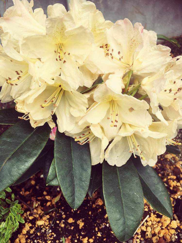 西洋シャクナゲの投稿画像 By きゃらめるさん ネコのいる暮らしと西洋シャクナゲ パーシーワイズマンとキュンキュン乙女倶楽部と黒ニャンコ隊とキュンキュン乙女倶楽部no 253とネコ好きと黄色い花と緑のある暮らしと花のある暮らし 19月5月3日 Greensnap