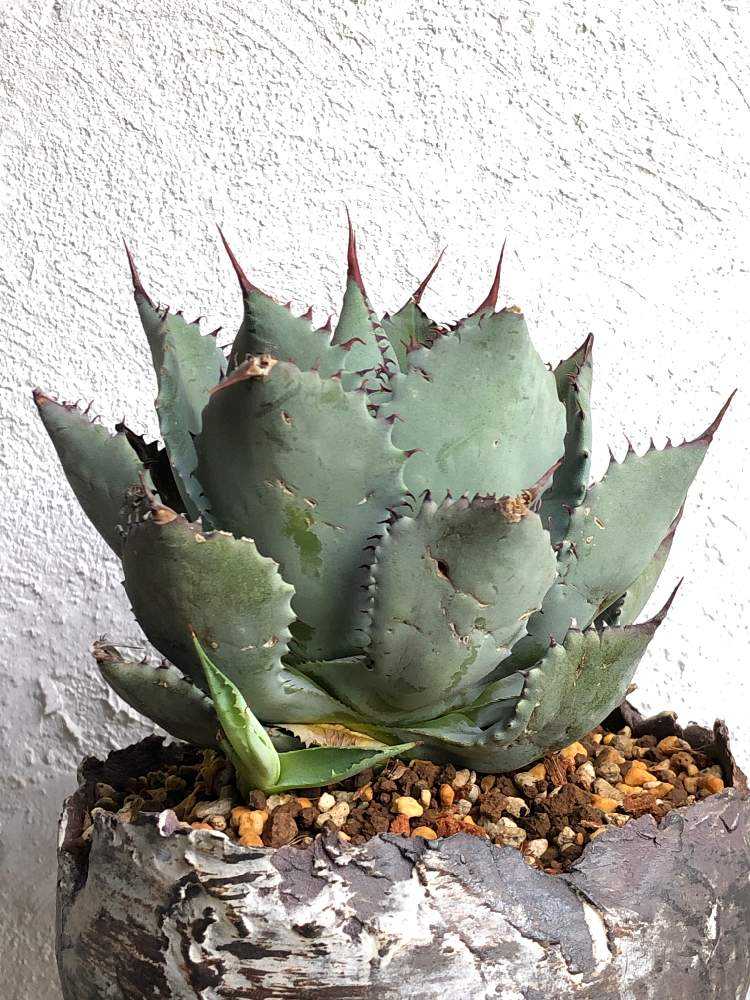 アガベ コンフェデレートローズ｜🍀GreenSnap（グリーンスナップ）