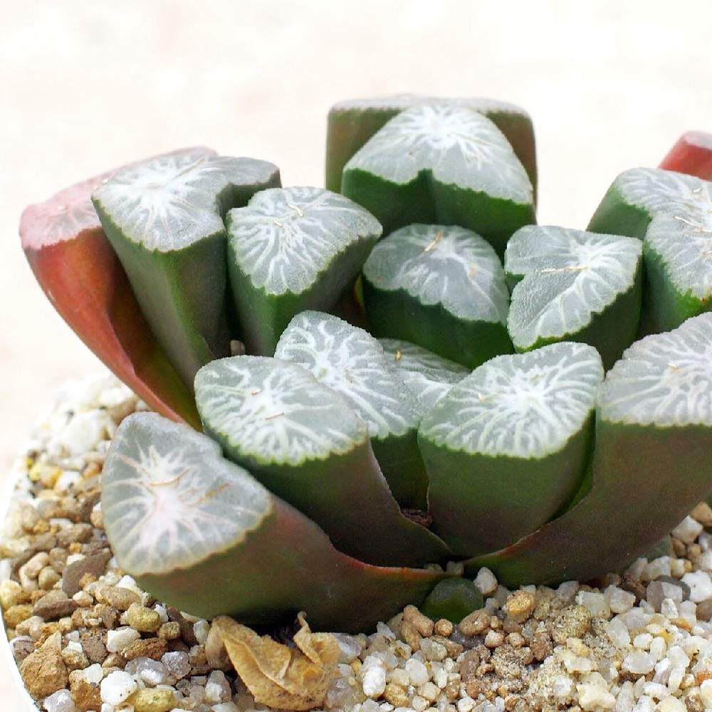 令和最初の植物の投稿画像 By 多肉図鑑 Pukubookさん 多肉男子とハオルチア属と令和最初の植物 お花フォトコンと 万象と多肉植物図鑑 とpukubookと高級多肉と多肉多肉多肉と多肉図鑑と俺の多肉植物 19月5月3日 Greensnap グリーンスナップ