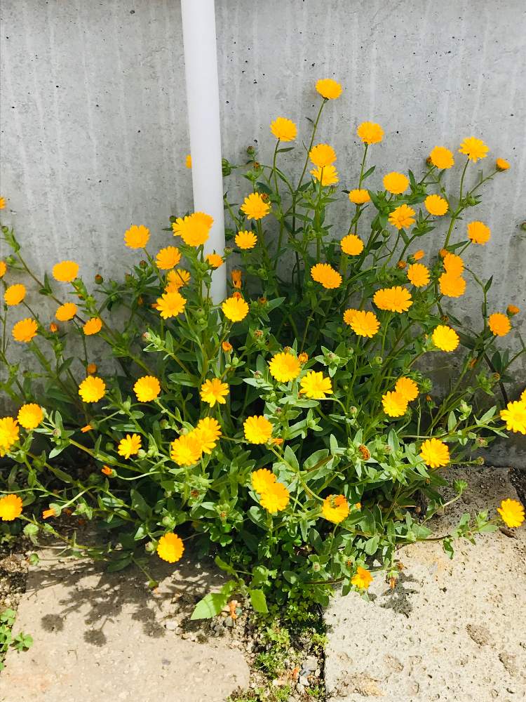 カレンジュラの投稿画像 By アボガドさん 小さな庭と庭木の花と欄 熱帯植物 観葉植物と我が家の花壇とはたけと花のある暮らしと花壇 山野草と庭木の花と欄 熱帯植物 観葉植物と我が家の花壇とはたけと花のある暮らしと花壇 山野草 19月5月3日 Greensnap