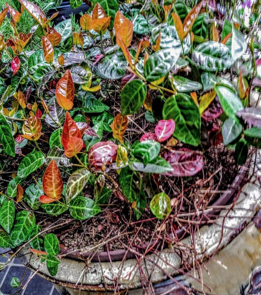 ハツユキカズラの投稿画像 By モナさん 花のある暮らしと家のポーチとキョウチクトウ科 とつる性の植物とハツユキカズラの紅葉と花のある暮らしと家のポーチとキョウチクトウ科 とつる性の植物とハツユキカズラの紅葉 19月5月3日 Greensnap グリーンスナップ