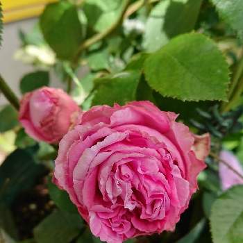 バラ ヴィヴィアンの画像 by ＹＵＭＩＫＯさん | 小さな庭とスマホ撮影と薔薇愛同盟と花が好き❤とバラ ヴィヴィアンと植中毒と薔薇が好き❤と鉢植えとピンク❤️と花のある暮らし