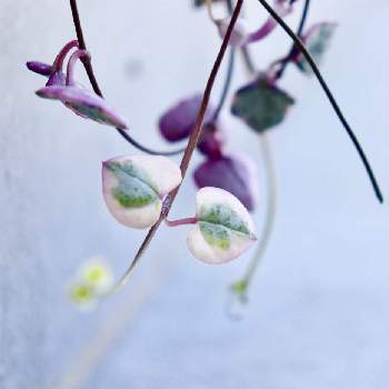 ハートカズラの花 の投稿画像一覧 Greensnap グリーンスナップ