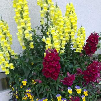 キンギョソウ✨の画像 by オリオンさん | エントランスとキンギョソウとパンジー・ビオラと花のある暮らしとキンギョソウ✨ときいろいお花とよせ植え