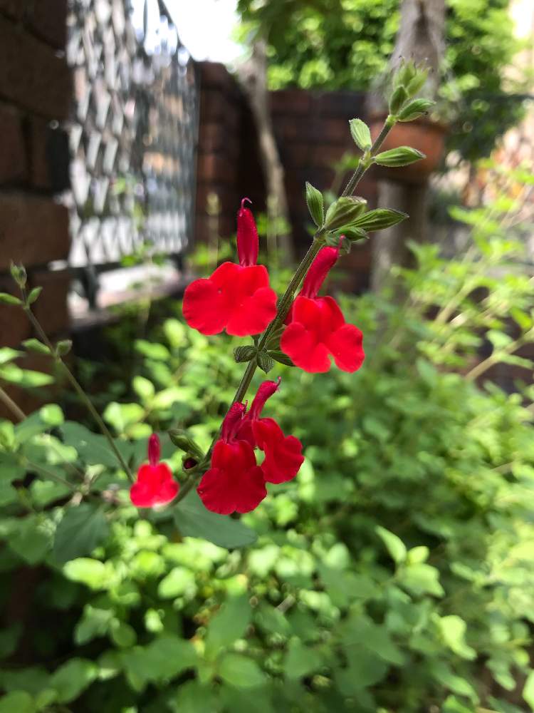みどりのある暮らしの投稿画像 By Yasukoさん 赤の花と今日の１番と今日のお花と小さい小さい花と花のある暮らし 19月5月3日 Greensnap グリーンスナップ