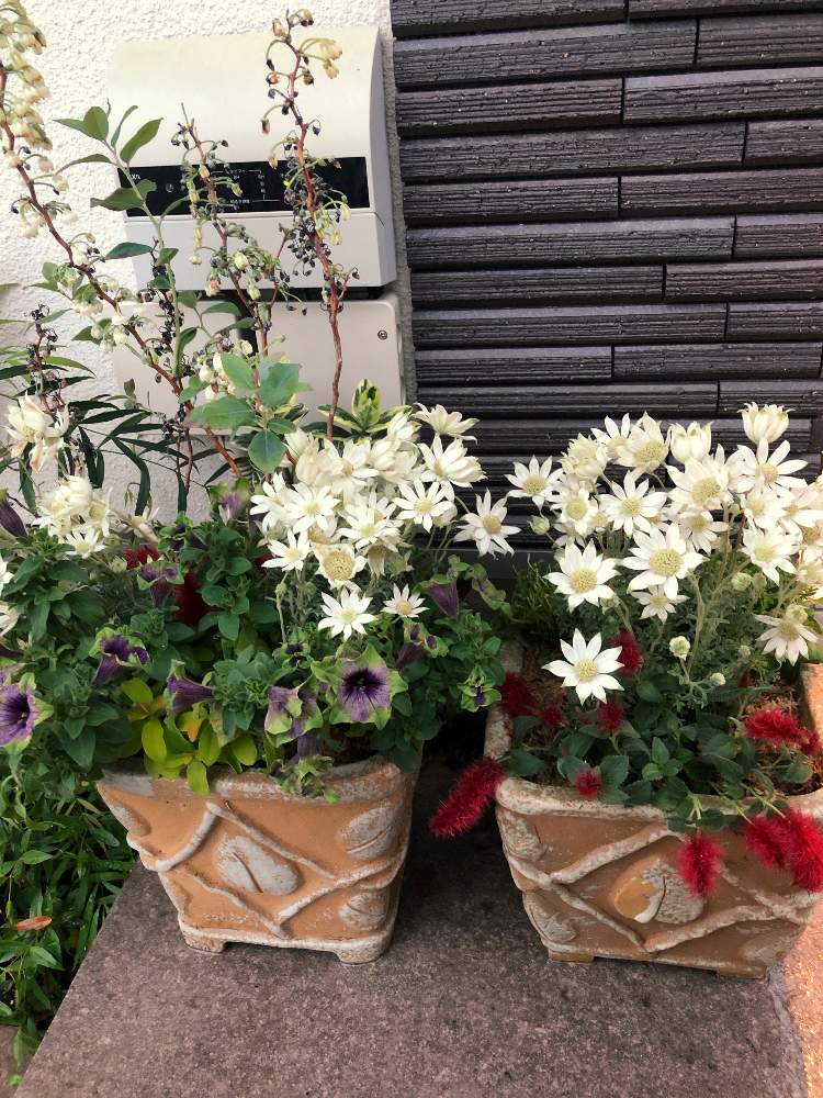 フランネルフラワーの投稿画像 By オリオンさん キャットテールとペチュニア 翡翠と花のある暮らしとよせ植えとアンティーク 19月5月3日 Greensnap グリーンスナップ