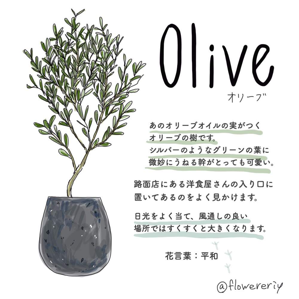 オリーブの投稿画像 By エリさん 観葉植物とイラストとにわとオリーブ