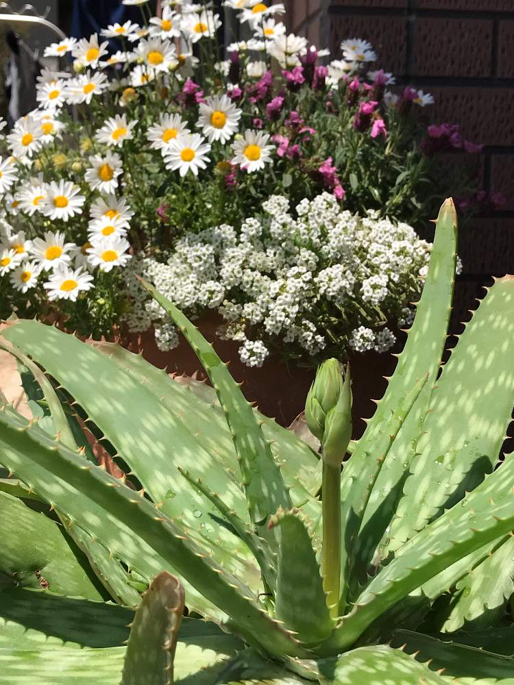 アロエの花 の投稿画像 By Angela350さん 大きな葉とつぼみ好きといつもありがとう とつぼみ発見 といやされる とお出迎えときれいなお花とありがとうと元気色とおおきくな れとおひさしぶり 19月5月3日 Greensnap グリーンスナップ