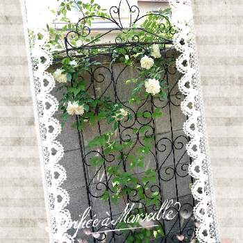 素敵なツル薔薇の画像 by nonohanaさん | 小さな庭とつる薔薇とアイアンと素敵なツル薔薇と花のある暮らし