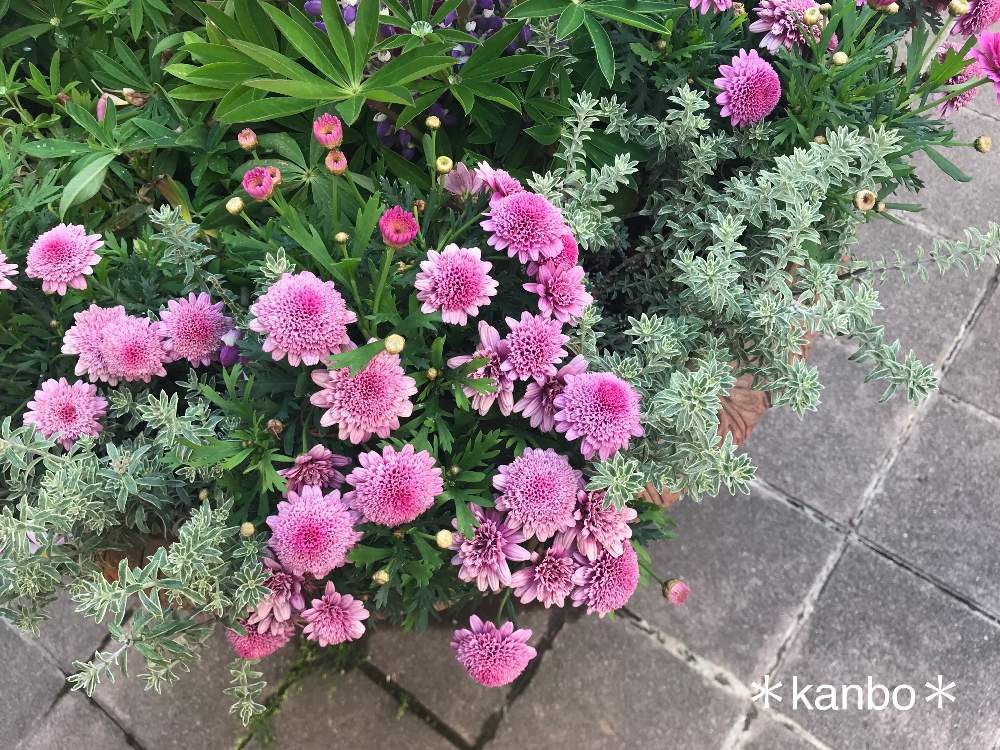 ディズニーランドの投稿画像 By Kanboさん イクスピアリと癒しとgs映えとgs日和と こまち多肉部 と花 のある暮らしと10連休何する とお花の寄せ植えとお出かけ先とディズニーランドとイクスピアリと癒しとgs映えとgs日和と こまち多肉部 と花のある暮らしと10連休何