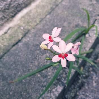 (❁´3`❁) ♡の画像 by L'sさん | フェンスとヒメヒオウギと(❁´3`❁) ♡とピンクとピンクの花