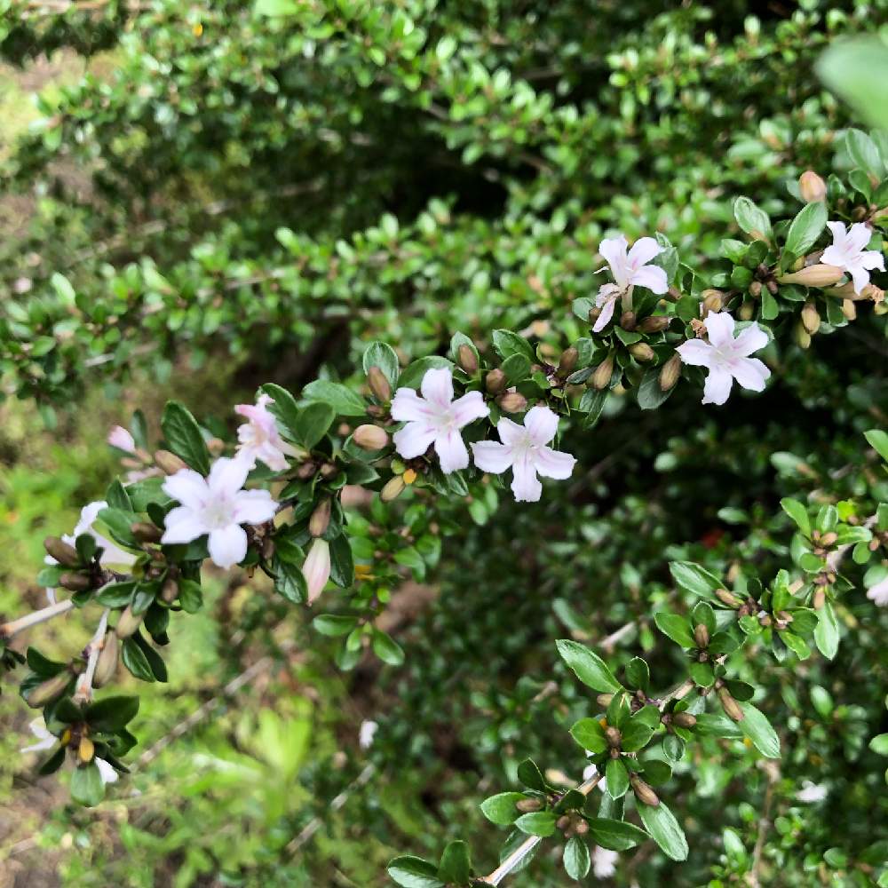 白丁花 ハクチョウゲ の投稿画像 By プルメリアさん 19月5月3日 Greensnap グリーンスナップ